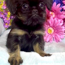 Lucille - Black and tan female Brussels Griffon puppy in Litchfield Park, Arizona from Melody Lane Brussels Griffons