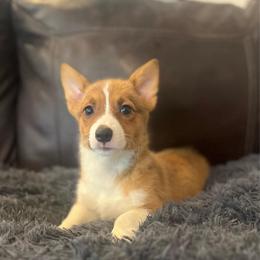 KM F1 - Sable female Pembroke Welsh Corgi puppy in Stockton, Iowa from Infinity Corgis