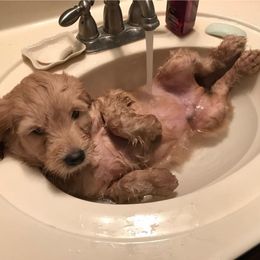 Goldendoodle Puppies from Doodle Creek Farm
