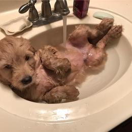 Goldendoodle Puppies from Doodle Creek Farm