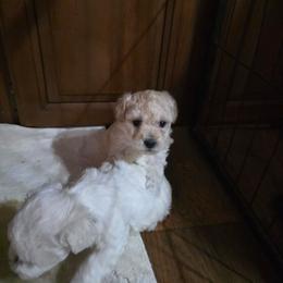 Boy 4 - White and tan male Maltese puppy in Four Oaks, North Carolina from .Havenkennels.Net