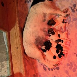 Russell Terrier puppies from Norvell Kennels