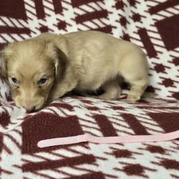 Girl 1 - Cream female Dachshund puppy in Jackson's Gap, Alabama from Lake Martin Doxies