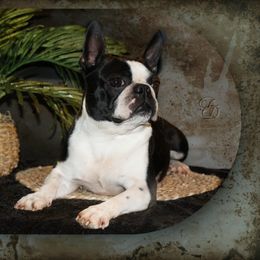Pepsi - Boston Terrier