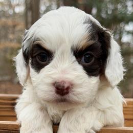 Smitten (Purple collar) - Tri-color female Australian Labradoodle puppy in Mount Gilead, North Carolina from Tillery Labradoodles