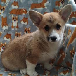 Sparrow - Red female Pembroke Welsh Corgi puppy in Forestville, Wisconsin from Bottom Of the Thumb Pembroke Corgis