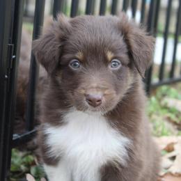 Kiki-1000 - Red tri-color female Australian Shepherd puppy in Star City, Arkansas from Blush & Lace Aussie Co.