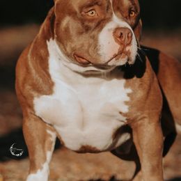 Cash - American Bully