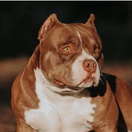 Cash - American Bully