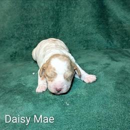Daisy Mae - Red and white female Cockapoo puppy in Sunset, Louisiana from Cano Cockapoos