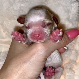 Cavalier King Charles Spaniel Puppies from Cassie’s Cavaliers