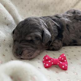 Snowflake - Merle female Goldendoodle puppy in Camden, North Carolina from Oopsie Doodles of NC