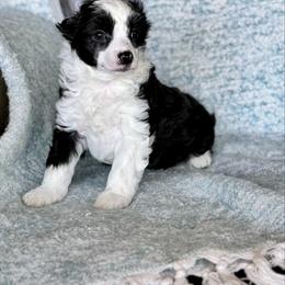 Squid - Black and white female Chinese Crested puppy in New Smyrna Beach, Florida from FronkLinn Kennel