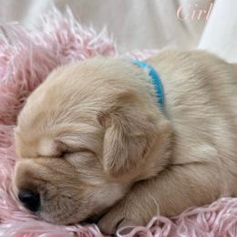 Labrador Retriever Puppies from Berkstone Labradors