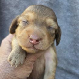 Vanilla Bean - Chocolate Based Cream - Chocolate male Dachshund puppy in Pueblo, Colorado from HotDachs