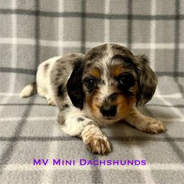 Queen - Dapple female Dachshund puppy in Carlsbad, Texas from MV Mini Dachshunds