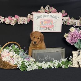 Golden Retriever Puppies from KP Golden Retrievers