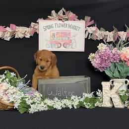 Golden Retriever Puppies from KP Golden Retrievers
