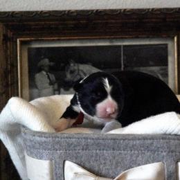 Midnight (Red) - Black and white male Border Collie puppy in Lodi, California from R3 Sport Dogs (Rafter 3 Ranch)
