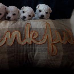 Boy 2 Lt. blue - White male Bichon Frise puppy in Summerville, South Carolina from Charleston's Bichons