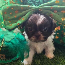 Zoe (Jeanette) - Chocolate female Shih Tzu puppy in Brighton, Missouri from Morningstar's Shih Tzu