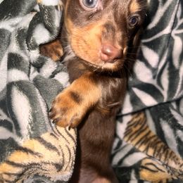 Dachshund Puppies from Garland Weens