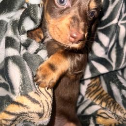 Dachshund Puppies from Garland Weens