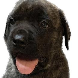 Mastiff Puppies from Eagle Pond Mastiffs