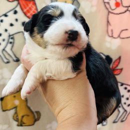 Cindy - Black tri-color female Australian Shepherd puppy in Ashland, Ohio from SS Australian Shepherds