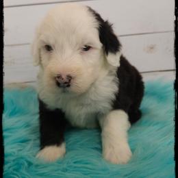 Nutcase - Black and white male Sheepadoodle puppy in Farley, Iowa from Iowa's Doodle Co.