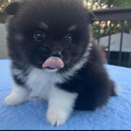 Pomeranian and Siberian Husky Puppies from Anuun's Huskies