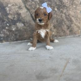 White - Parti female Goldendoodle puppy in Casper, Wyoming from 307 Doodles