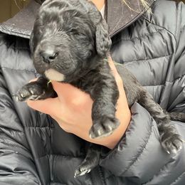 Donner - Black male Labradoodle puppy in Monticello, Georgia from Daylin’s Doodles & Labradors