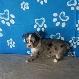 Thunder - Blue merle male Chihuahua puppy in Redding, California from Akc ivy league chihuahua .  Com