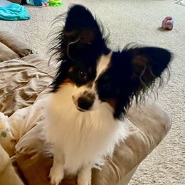 Bentley - Papillon