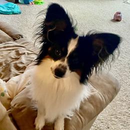 Bentley - Papillon
