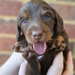 Sterling - Chocolate and tan male Dachshund puppy in Loganville, Georgia from Royal Dackel Haus