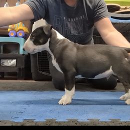 Bull Terrier Puppies from Bulls On Parade