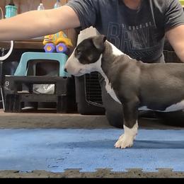 Bull Terrier Puppies from Bulls On Parade