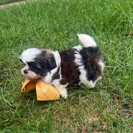 Gio - Brindle and white male Shih Tzu puppy in Lakewood, Ohio from Purelyshihtzupups