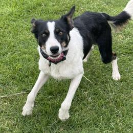 Demi - Border Collie