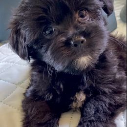 Shih Tzu, Shorkie, Yorkipoo, and Yorkshire Terrier Puppies from Little Rascal Ranch