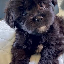 Shih Tzu, Shorkie, Yorkipoo, and Yorkshire Terrier Puppies from Little Rascal Ranch