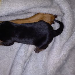 American Leopard Hound Puppies from Black Dragon Hounds