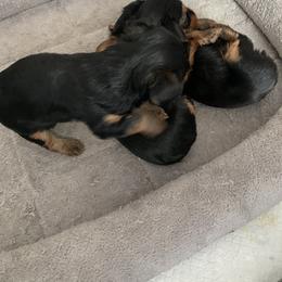 Yorkshire Terrier Puppies from Missy Lu Lap Puppies