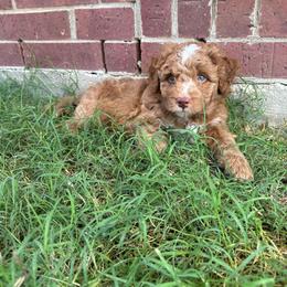 Seeker - Orange Collar - Red male Double Doodle puppy in Rowlett, Texas from Parrish Precious Ones Texas