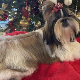 Sunny Boy - Gold and white male Shih Tzu puppy in New York, New York from Falling Star