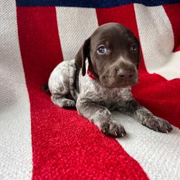 Banner - Liver roan male German Shorthaired Pointer puppy in Dugspur, Virginia from Pilgrims Trails Shorthairs