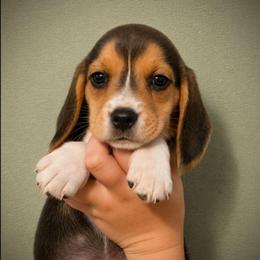 Astro - Blue tan and white male Beagle puppy in Lake City, Florida from Patriot Beagles