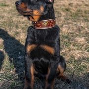 Beauceron Puppies from Beaucerons Des Vents